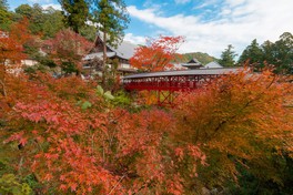 亀背橋の周辺が紅葉で彩られる