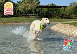 小型犬から大型犬まで犬種を問わず水遊びが楽しめる