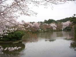 鏡容池に映る桜には独特の美しさがうかがえる
