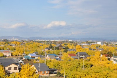 そぶえイチョウ黄葉まつり 中止となりました 愛知県 の情報 ウォーカープラス