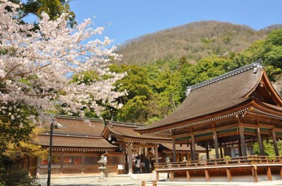 桜 見ごろ 出雲大神宮 京都府 の情報 ウォーカープラス