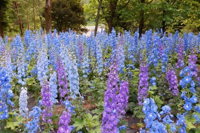 花 見ごろ 国営武蔵丘陵森林公園 デルフィニウム 埼玉県 の情報 ウォーカープラス