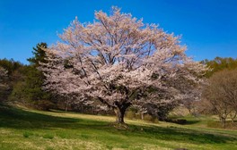 お花見と動物園を同時に楽しめる