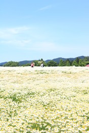 カモミールが敷地一面を埋め尽くす
