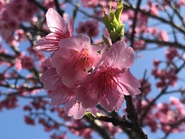 沖縄県の花 自然情報一覧 今日 2件 ウォーカープラス