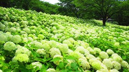 白色のアナベルが所狭しと咲いている