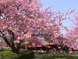 八重桜「関山」は例年5月上旬が見ごろ