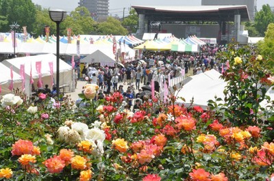 福山ばら祭19 広島県 の情報 ウォーカープラス