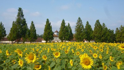 花 見ごろ 滋賀農業公園ブルーメの丘 ひまわりフェスタ 滋賀県 の情報 ウォーカープラス