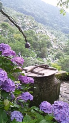 あじさい 見ごろ 東雲の里 鹿児島県 の情報 ウォーカープラス