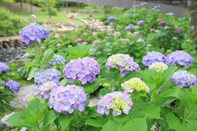 あじさい 見ごろ 淡路島国営明石海峡公園 兵庫県 の情報 ウォーカープラス