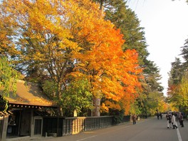 青柳家前の紅葉が夕日を浴びて輝く