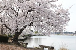 千波湖のほとりに続く桜並木