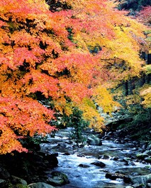 清流と鮮やかに色づく紅葉