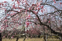 東海の花 自然情報一覧 97件 ウォーカープラス