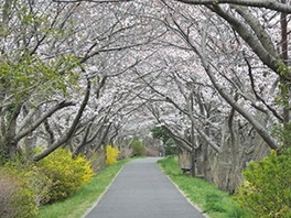 桜 見ごろ 手賀沼公園 手賀沼遊歩道 手賀沼親水広場 千葉県 の情報 ウォーカープラス