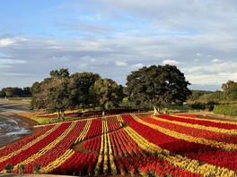 四季の丘を幾何学模様に彩るケイトウの花
