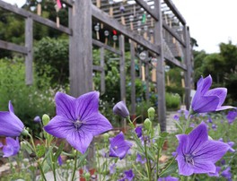 東海の花 自然情報一覧 22年6月21日 火 1件 ウォーカープラス