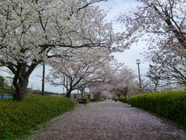 桜並木園路に広がる桜じゅうたん