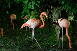 「お月見」をテーマにした夜の動物園が開園