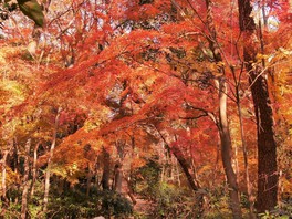 静かな空間に紅葉が彩をもたらす