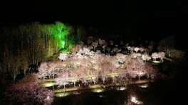 夜には桜がライトアップされ、より一層華やかな桜を楽しめる
