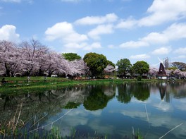 園内の湖のほとりでのんびり桜を観賞