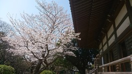 本堂そばの桜が見事に咲く