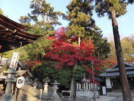 広大な神域にはエノキやムクの樹が生い茂り、美しい紅葉となる