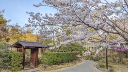 春には苑内の約80本の桜が開花する