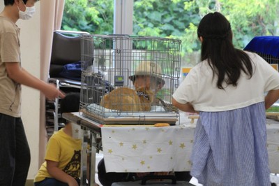 猫の譲渡会 In 花の文化園 大阪府 の情報 ウォーカープラス 猫の譲渡会 In 花の文化園 大阪府 の情報 ウォーカープラス