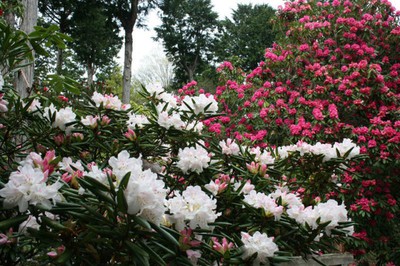 花 見ごろ 修善寺虹の郷 しゃくなげの森 静岡県 の情報 ウォーカープラス