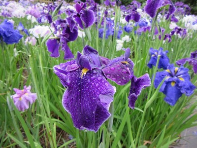 花 見ごろ 鶴舞公園のハナショウブ 愛知県 の情報 ウォーカープラス