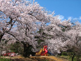 新潟県の花イベント ゴールデンウィーク 21 ウォーカープラス