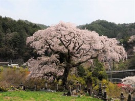 巨大なしだれ桜は見もの