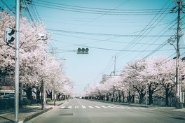歩行者天国なので車を気にせず桜を楽しめる