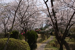 白く咲き乱れる桜並木が公園を彩る