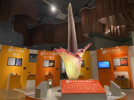高さ2.72mにも及ぶ「ショクダイオオコンニャク」の実寸大模型