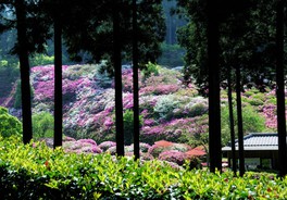 三室戸寺 つつじ園の開園 京都府 の情報 ウォーカープラス