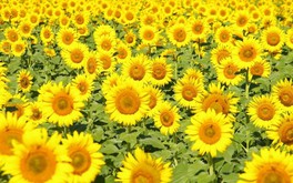 福岡県の花 自然情報一覧 3件 ウォーカープラス