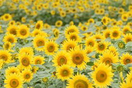 神奈川県座間市の夏季恒例のイベント「ひまわりまつり」