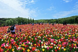 丘一面のチューリップ