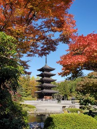 燃えるような紅葉が五重塔を包み込む