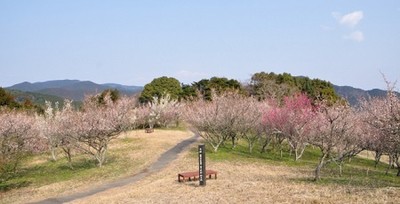 花 見ごろ 八木山花木園の梅 福岡県 の情報 ウォーカープラス