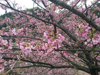 桜 見ごろ 河村瑞賢公園の河津桜 三重県 の情報 ウォーカープラス