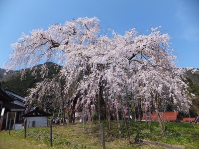 桜 見ごろ 泰雲寺のしだれ桜 兵庫県 の情報 ウォーカープラス