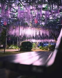 ライトアップされた幻想的な景色を楽しめる
