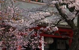 鞍馬寺の本殿前などを桜が彩る