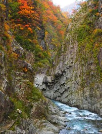 新潟県の花 自然情報一覧 11件 ウォーカープラス