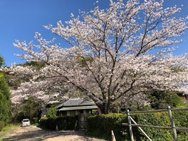 関東の花 自然情報一覧 21年2月26日 金 無料イベント 3件 ウォーカープラス